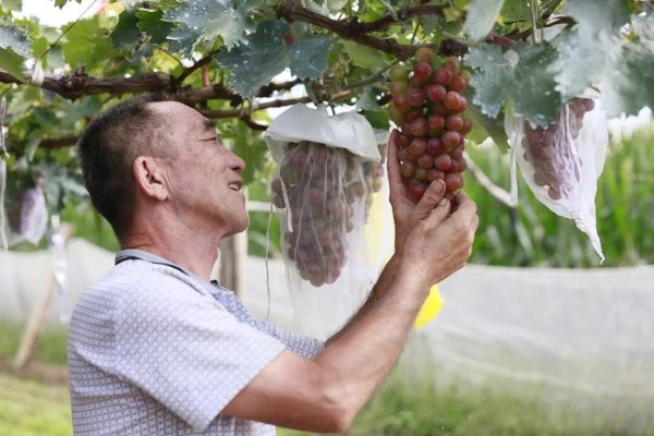 灿星财富 解锁顺义秋日甜！葡萄挂满枝，摘鲜超惬意～